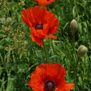 Papaver orientale